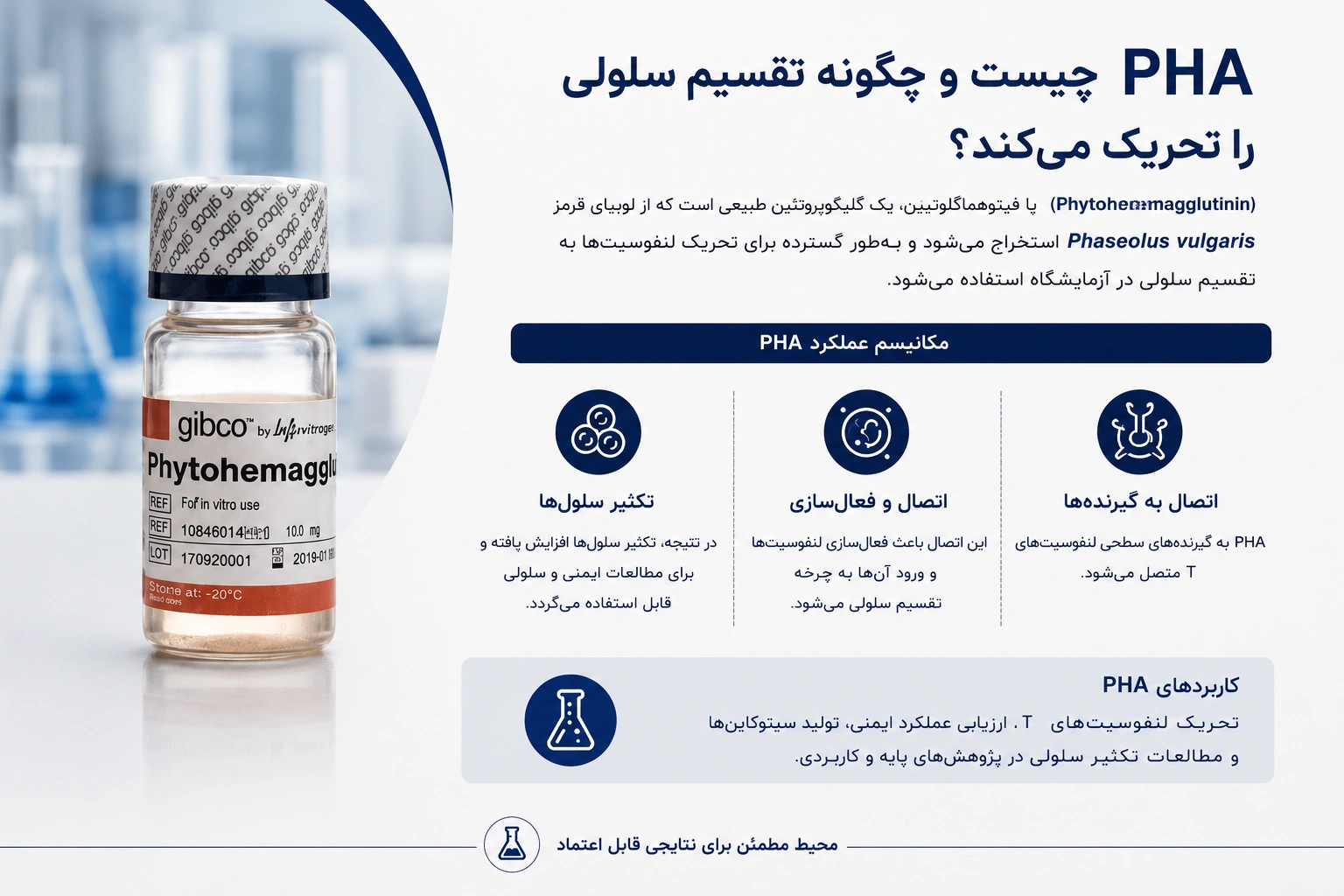 PHA چیست و چگونه تقسیم سلولی را تحریک می‌کند؟