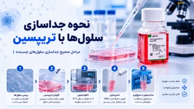 نحوه جداسازی سلول‌ها با تریپسین