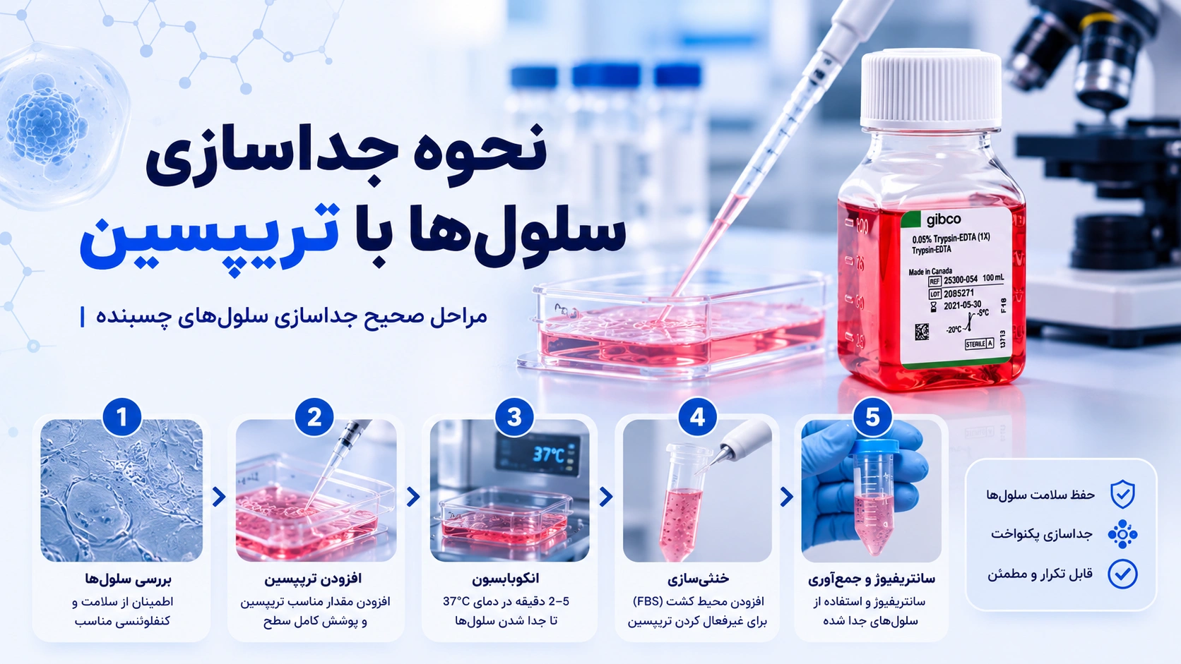 نحوه جداسازی سلول‌ها با تریپسین