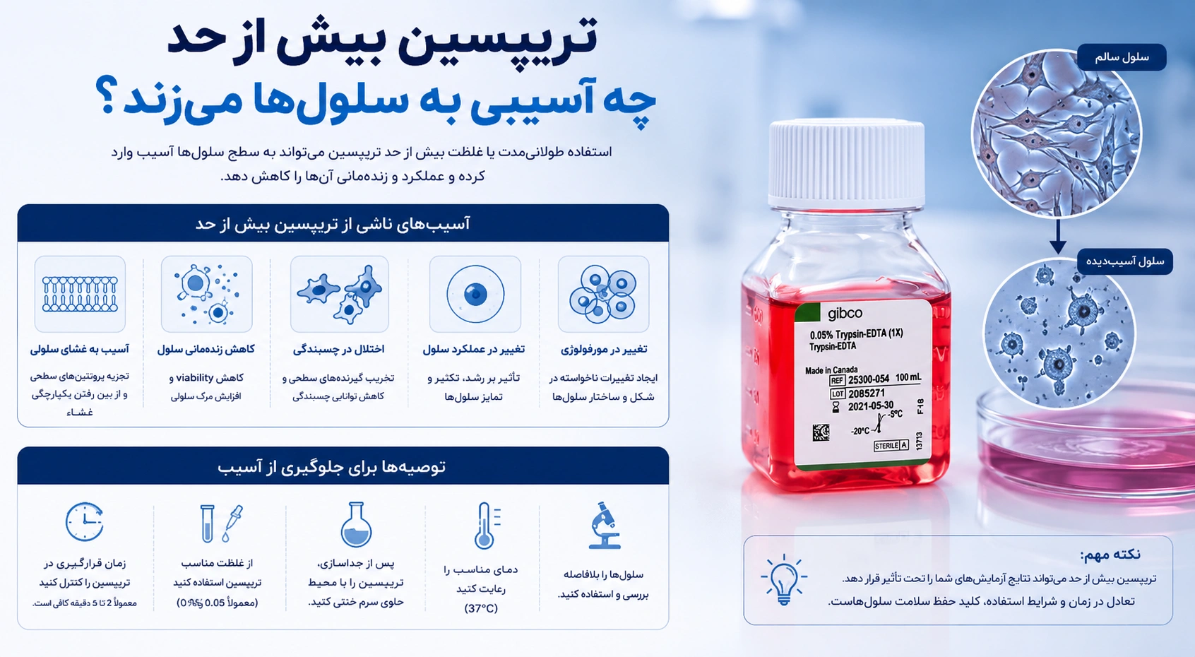 تریپسین