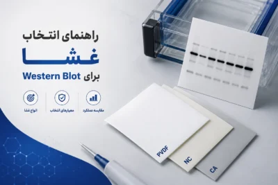 راهنمای انتخاب غشا برای Western Blot